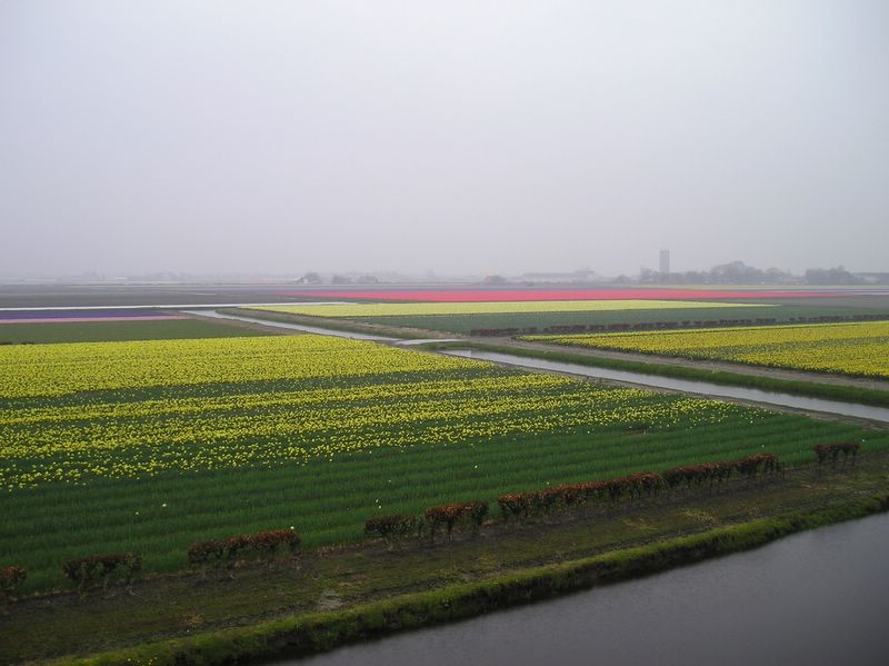 The fields of tulips (large)