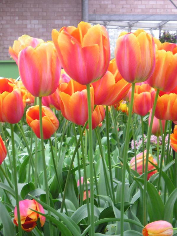 Tulips up close (large)