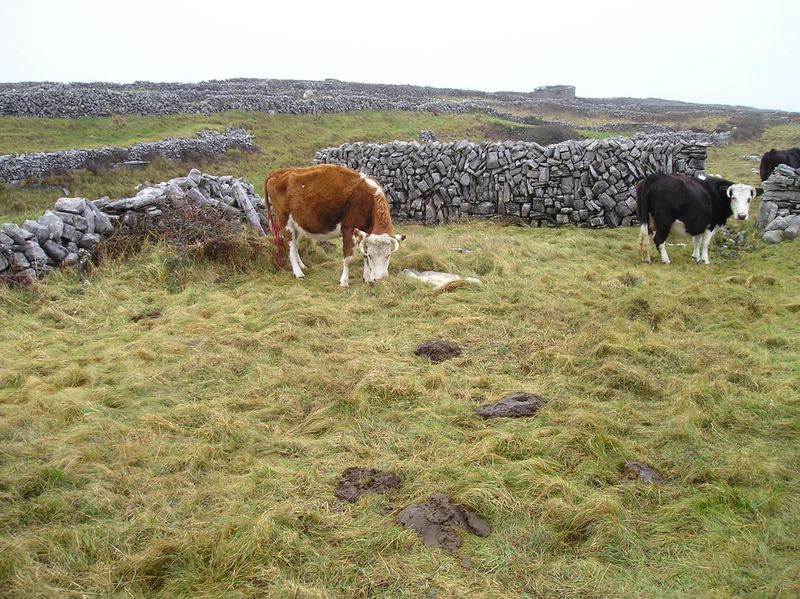 Cow just gave birth to that calf on the ground (large)