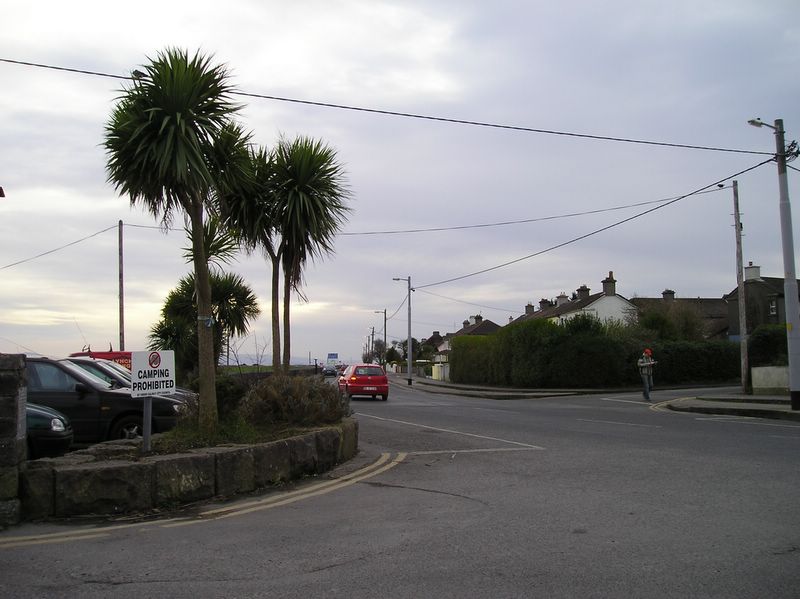 Palm trees in Galway (large)