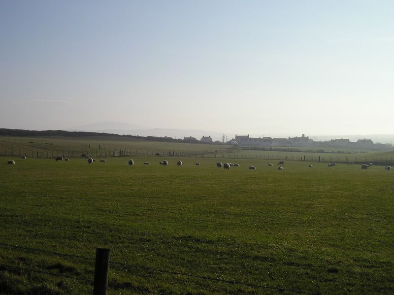 Sheep in the nearby fields (large)