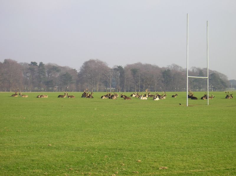 Herd of deer in the park (large)